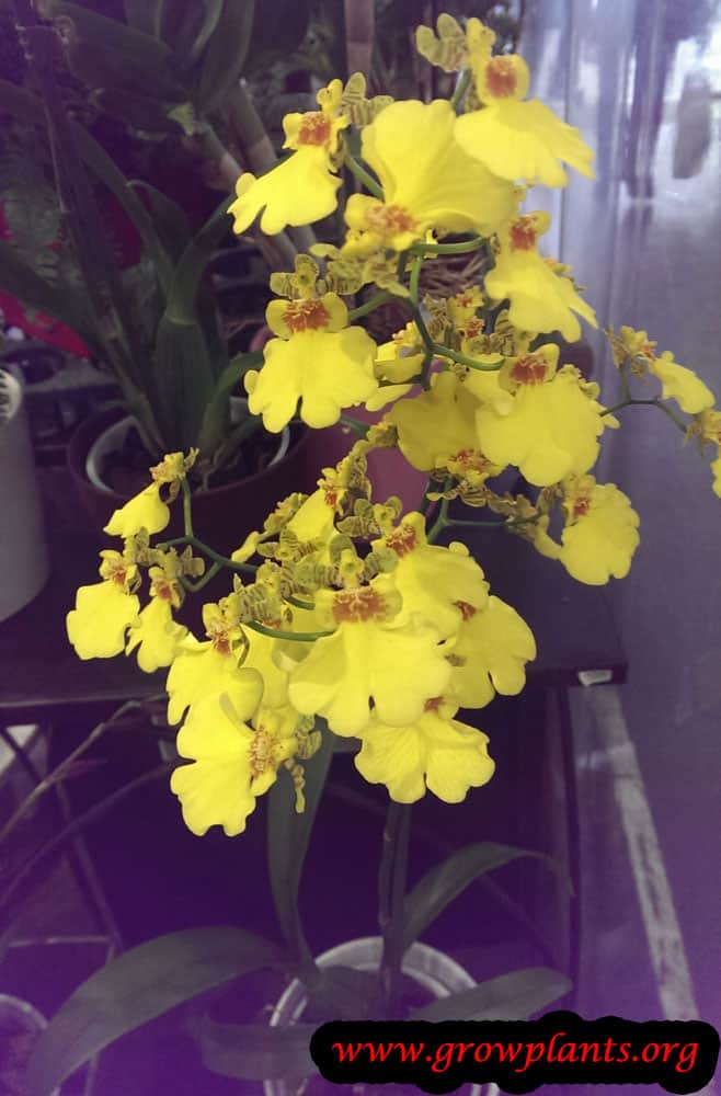 Growing Oncidium
