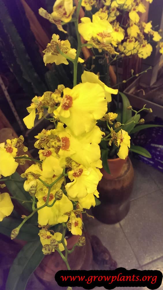 Oncidium plant