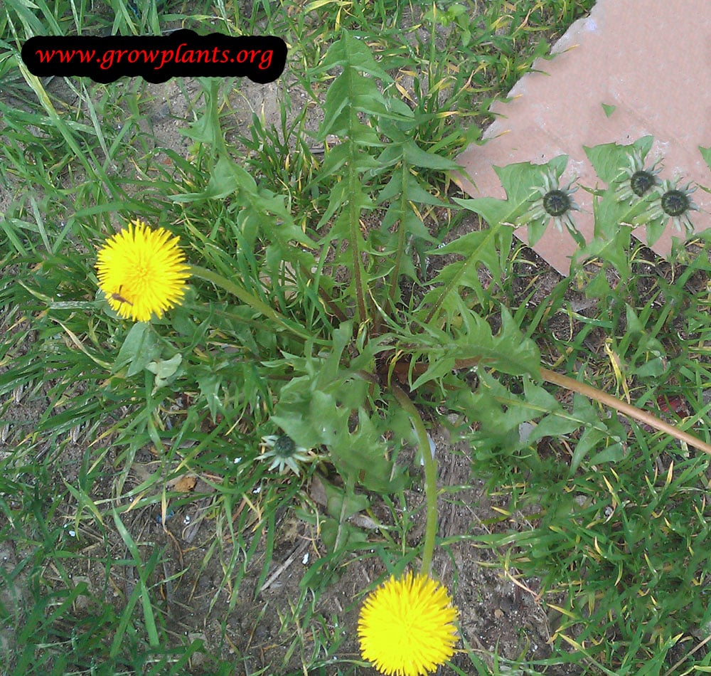 Dandelion How to grow & care