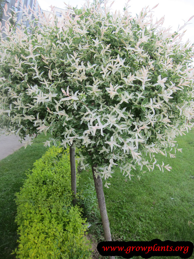 Dappled willow tree
