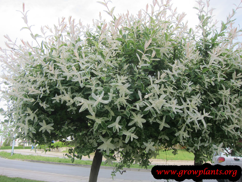 Growing Dappled willow tree