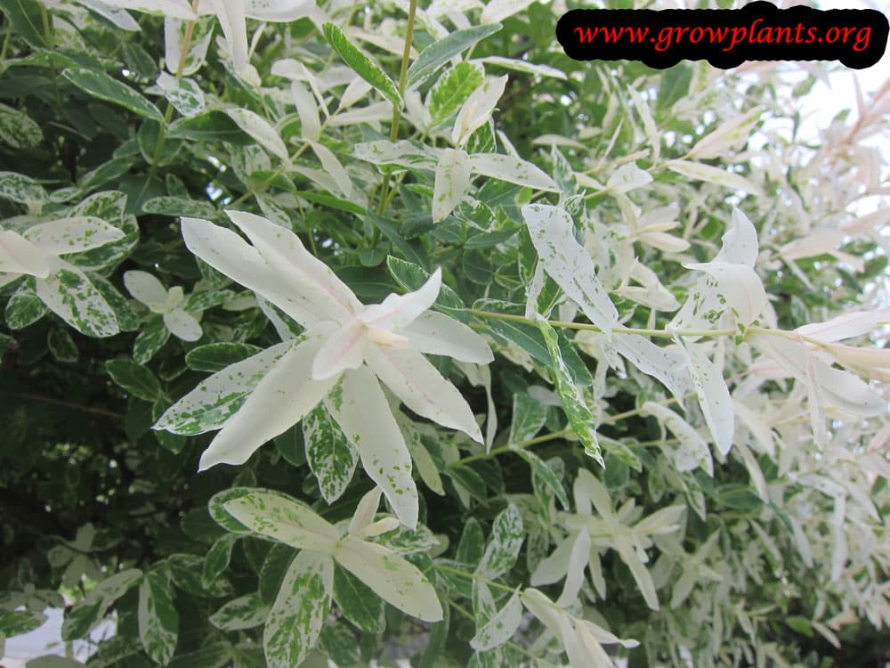 Dappled willow plant