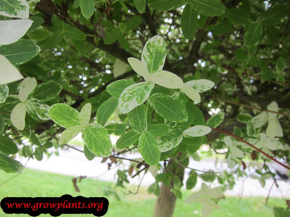 Dappled willow leaves