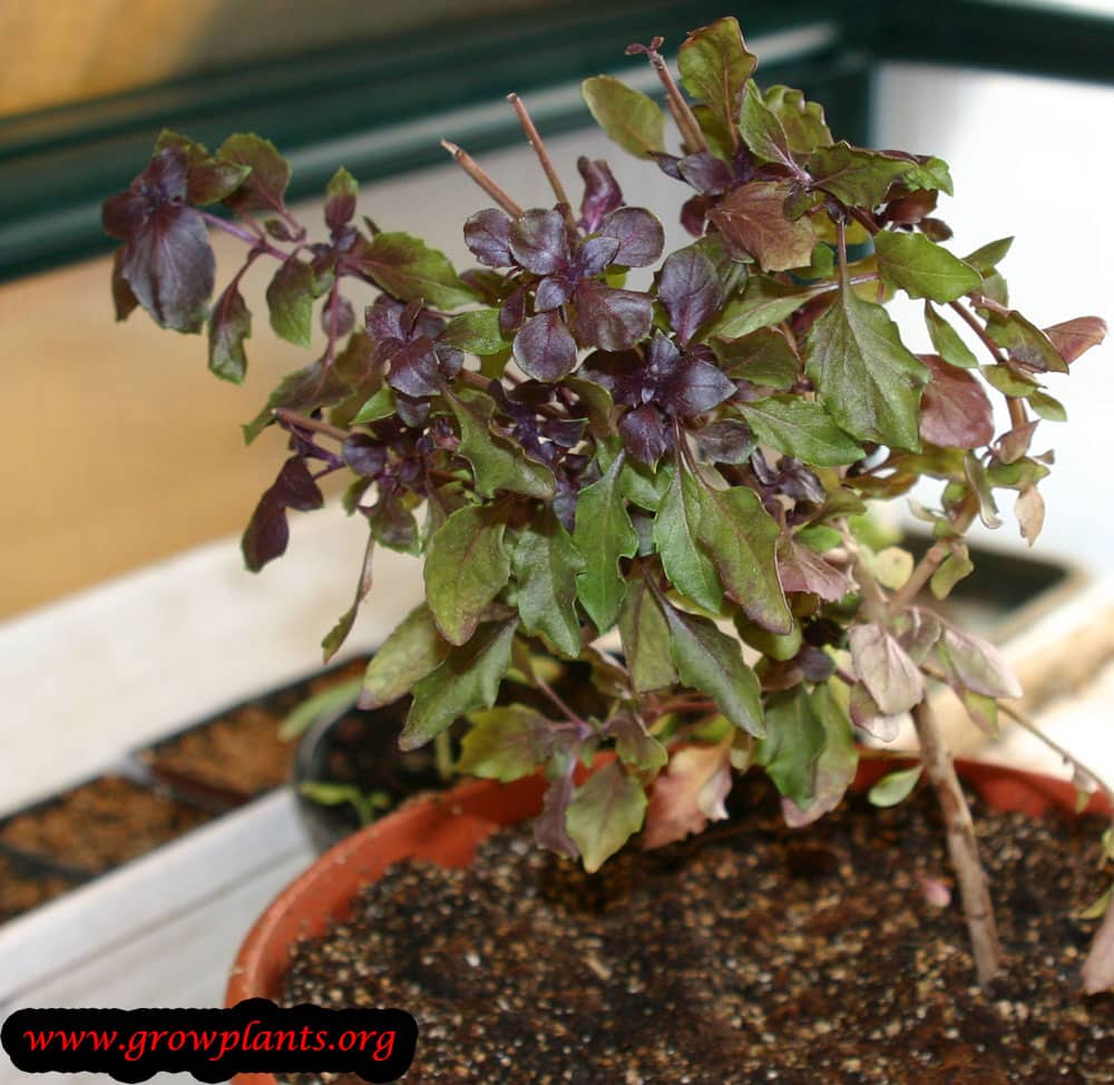 Dark opal basil