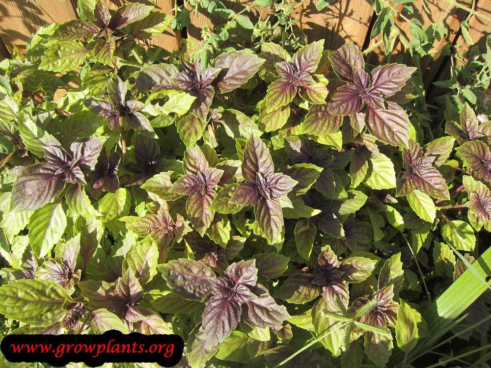 Growing Dark opal basil