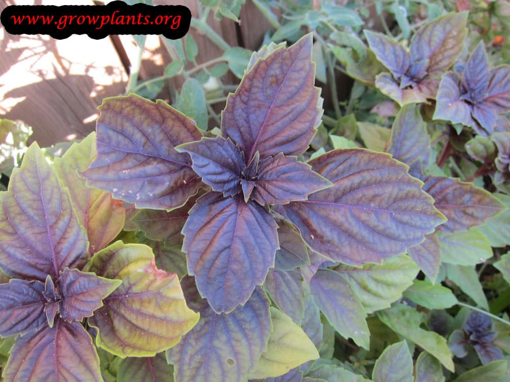 Harvest Dark opal basil