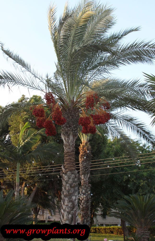 Date palm tree