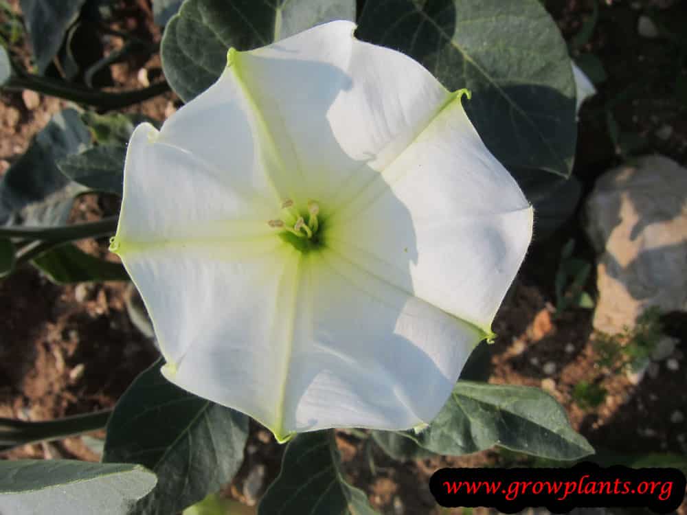 Datura How to grow & care