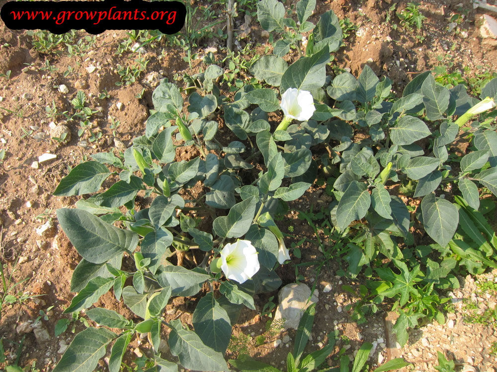 Datura How to grow & care
