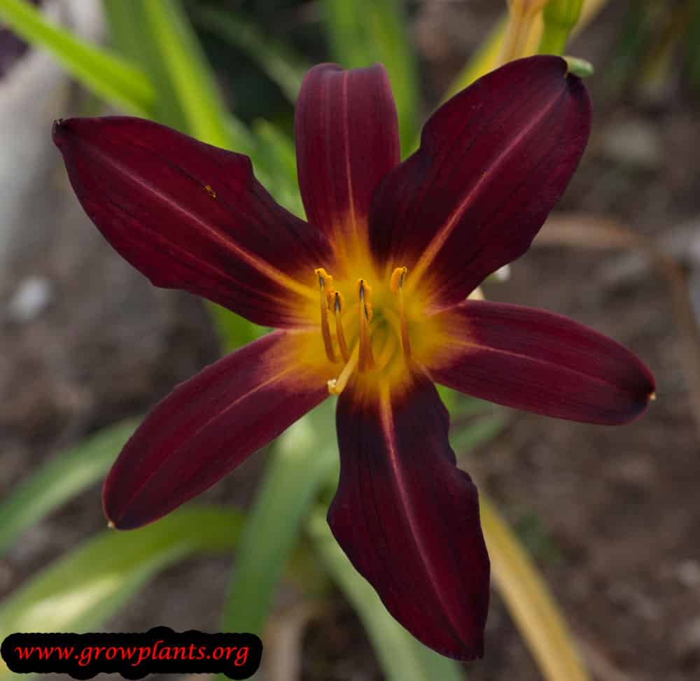 Day Lily flower