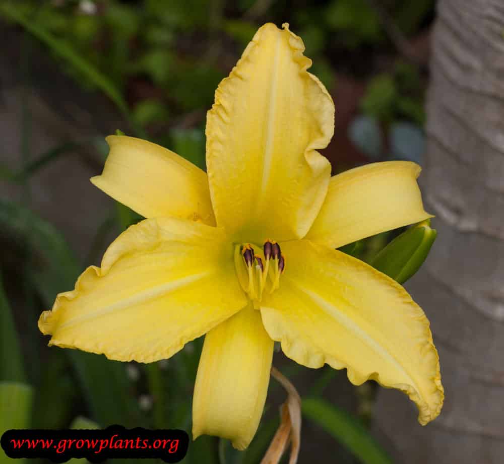 Daylily How to grow &amp; care