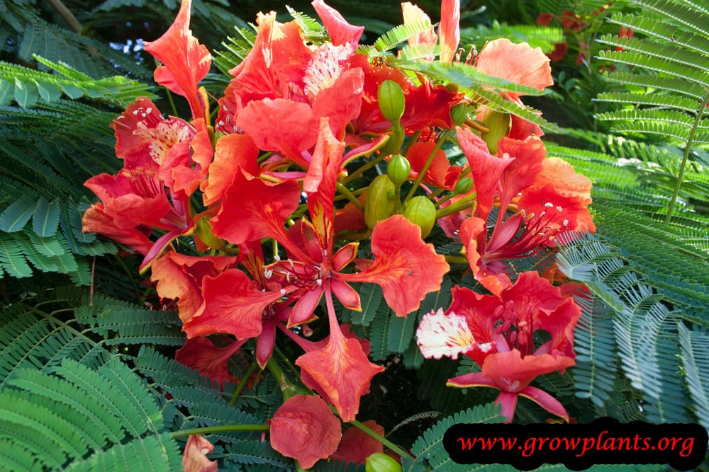 Delonix regia