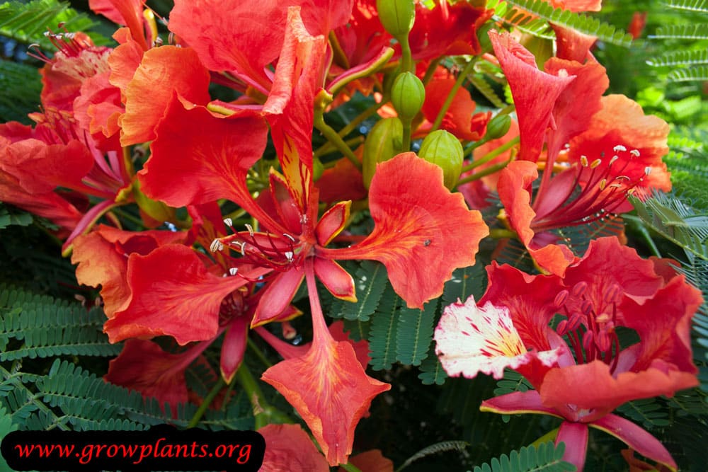 Growing Delonix regia flowers