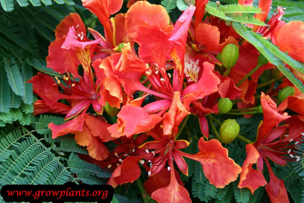 Delonix regia tree