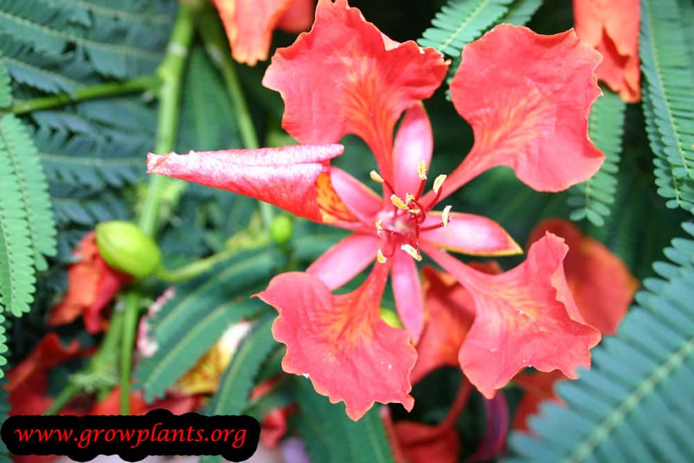 Delonix regia flowers care