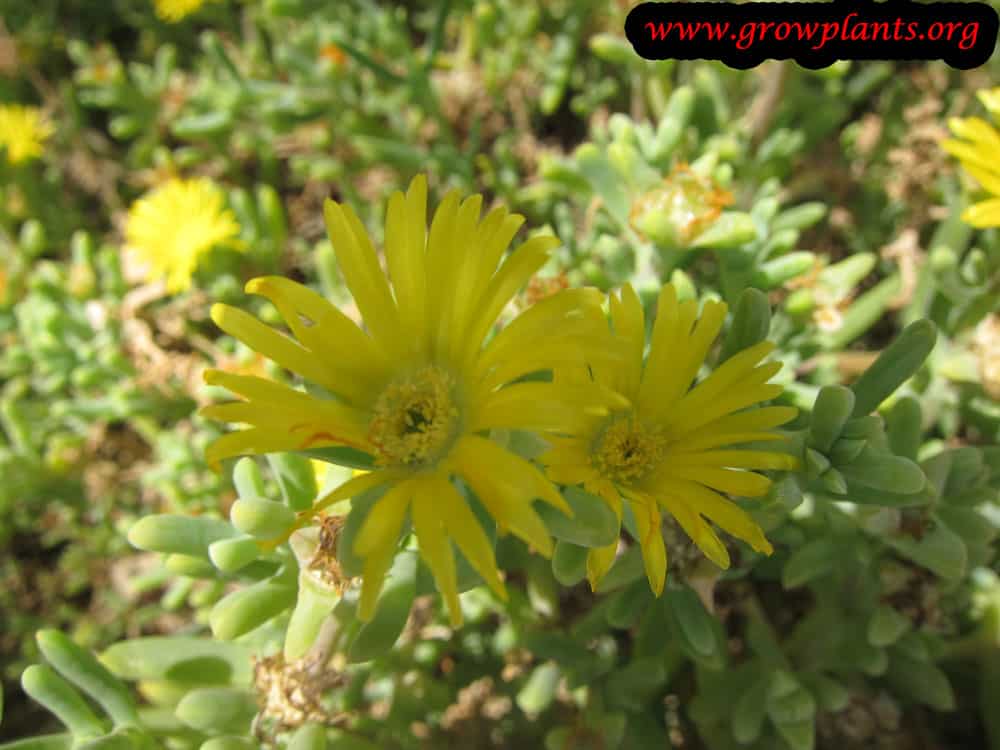 Delosperma nubigena