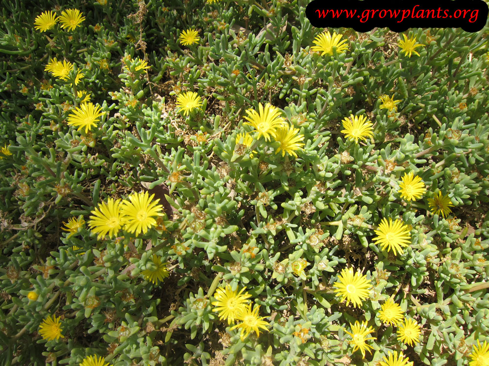 Growing Delosperma nubigena