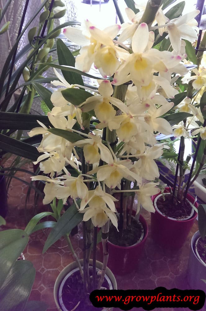 Dendrobium