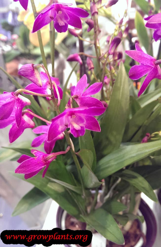 Dendrobium plant care