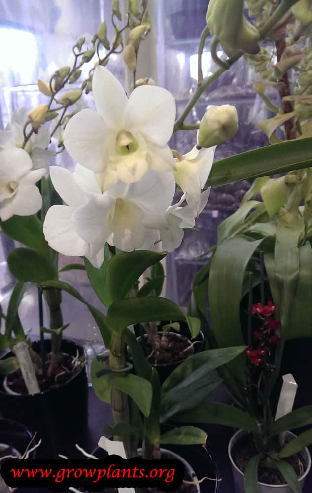 Dendrobium orchid