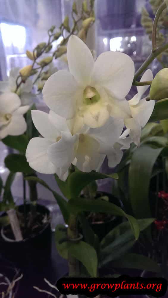 Dendrobium white flower