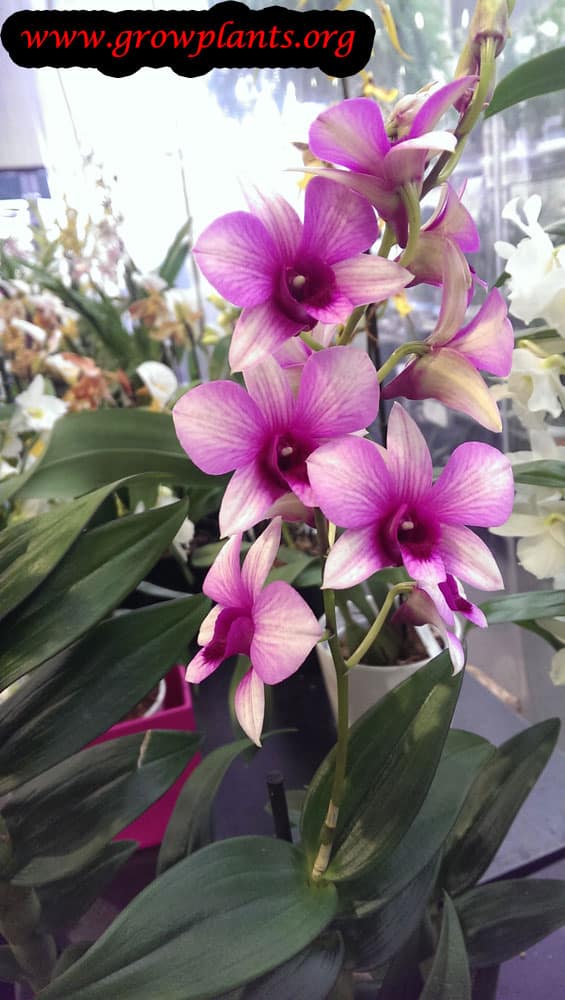 Dendrobium white purple flowers