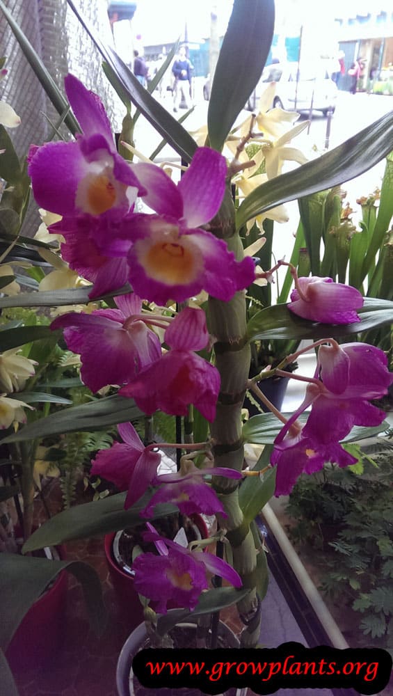 Dendrobium orchid beauty