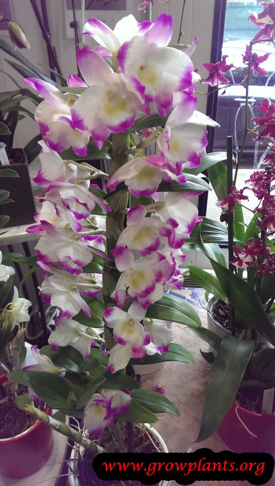 Dendrobium nobile