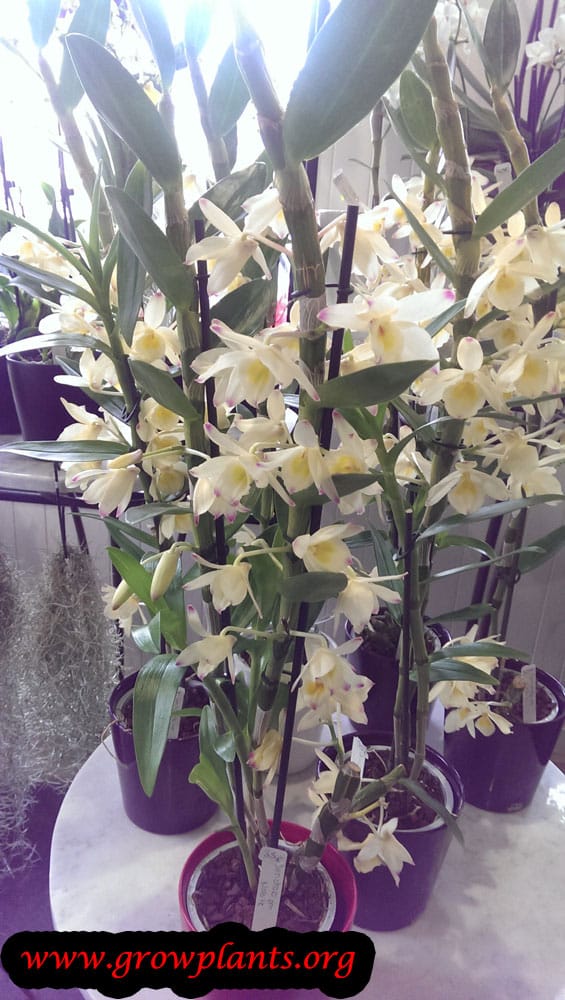 Dendrobium nobile grow information