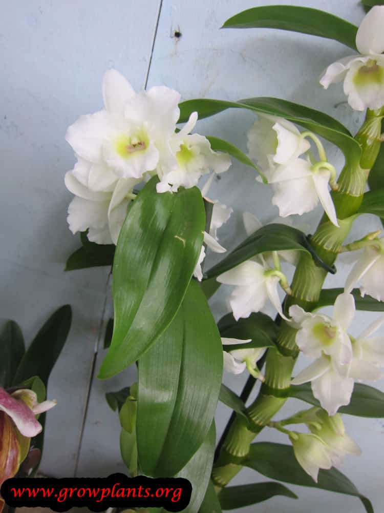 Growing Dendrobium nobile flower