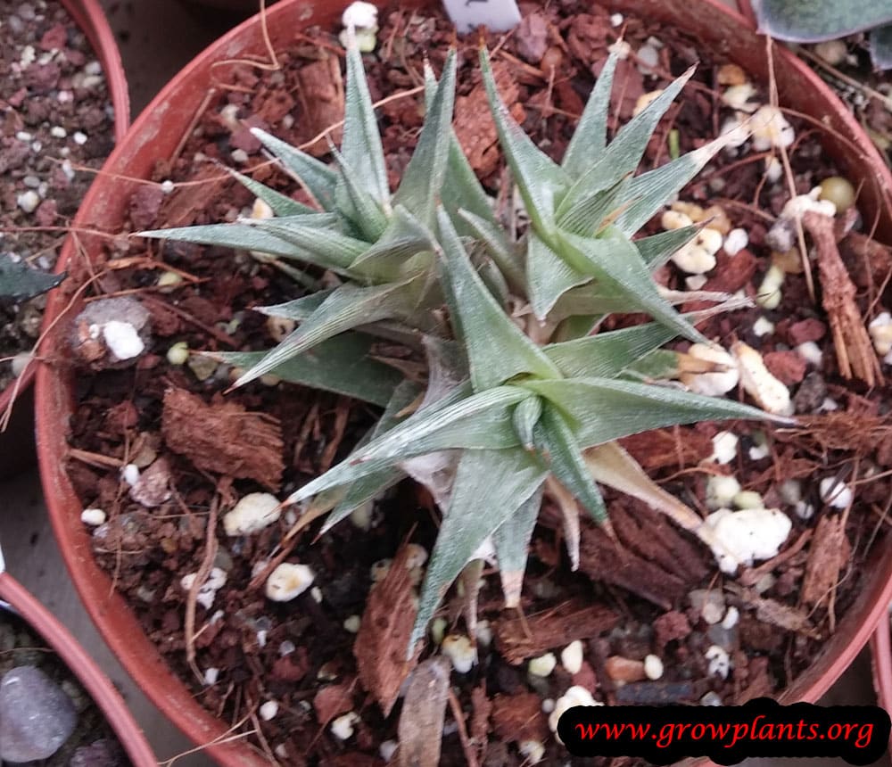 Deuterocohnia