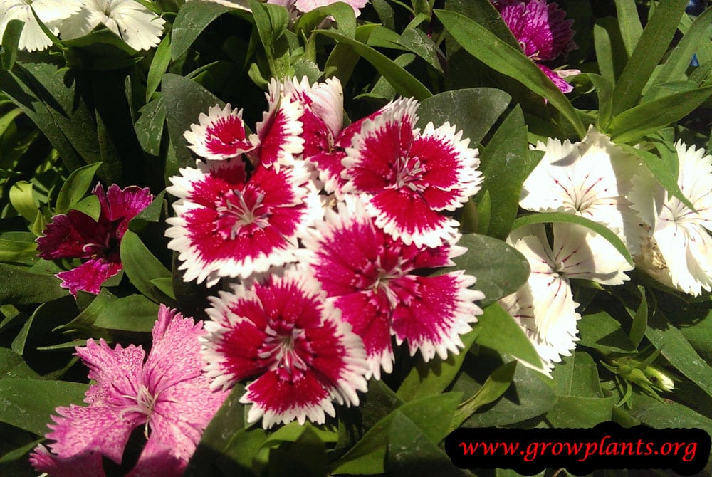 Dianthus barbatus
