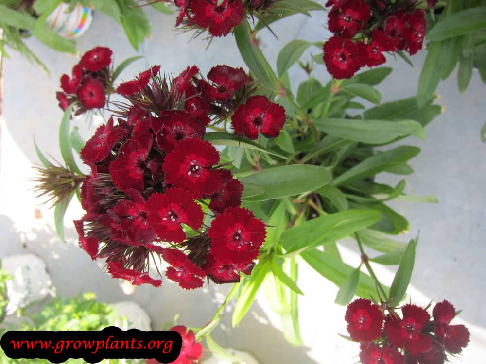 Dianthus barbatus flowers