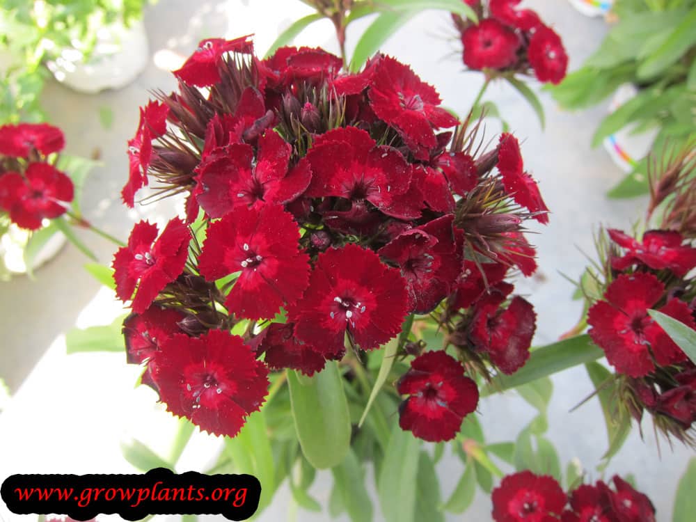 Growing Dianthus barbatus