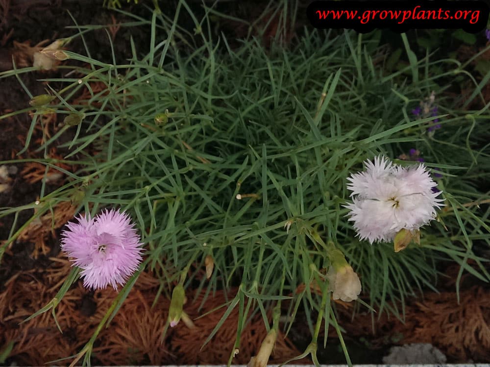 Dianthus gratianopolitanus