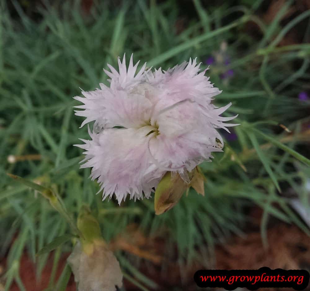 Growing Dianthus gratianopolitanus