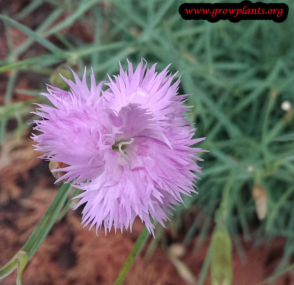 Dianthus gratianopolitanus flower