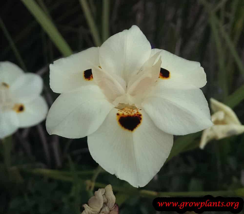 Dietes bicolor