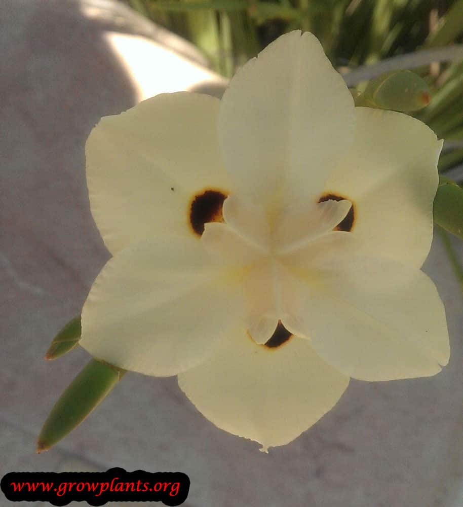 Dietes bicolor flowers