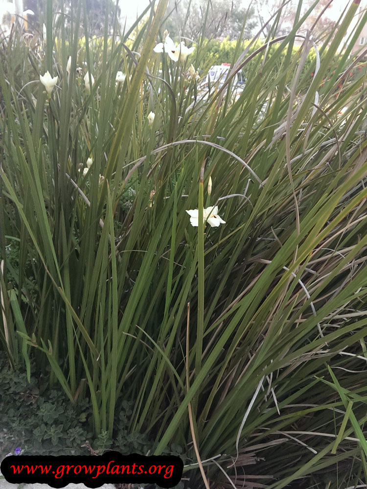 Dietes bicolor plant care