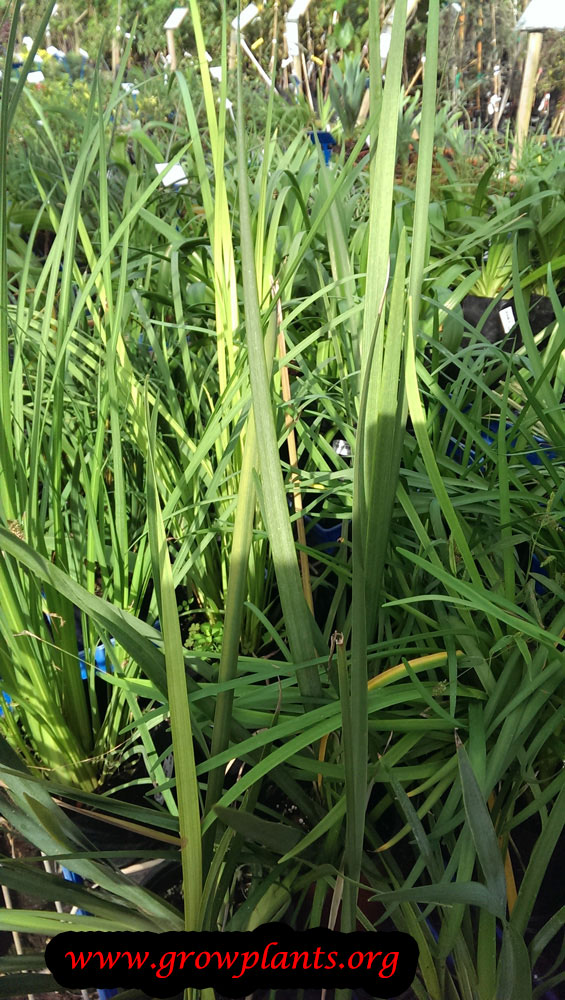 Dietes grandiflora