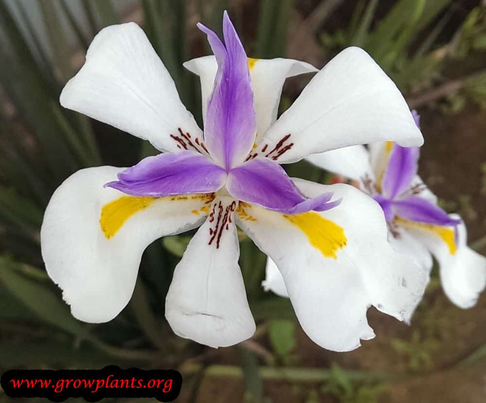 Dietes grandiflora plant care
