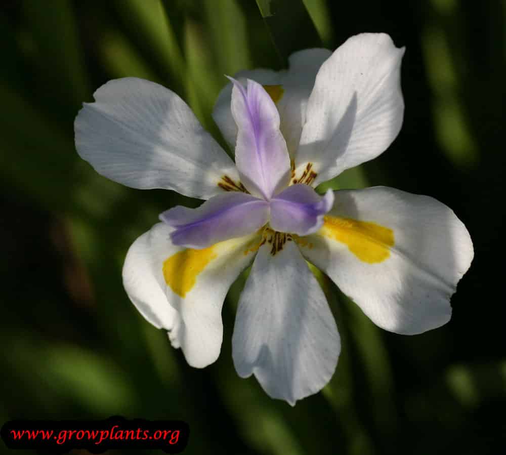 Growing Dietes grandiflora