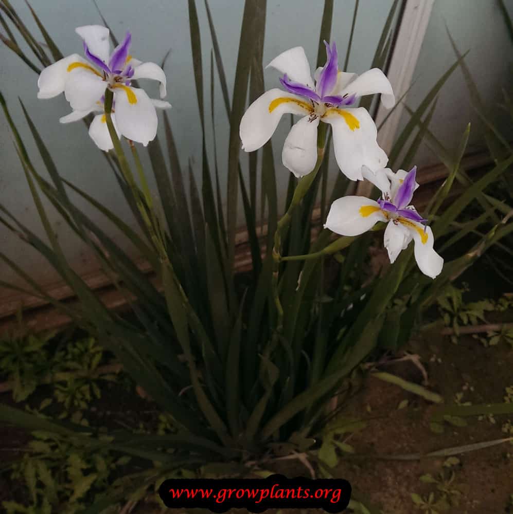 Dietes grandiflora flowers