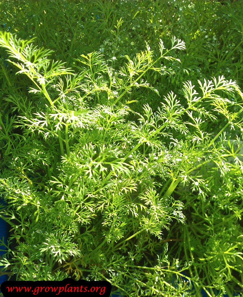 Dill plant