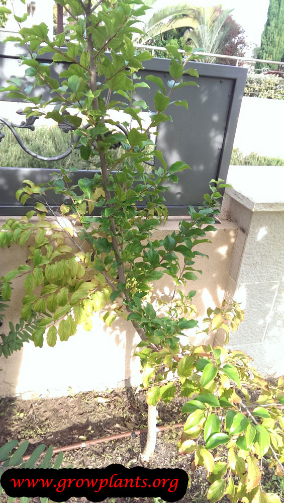 Dovyalis hebecarpa tree