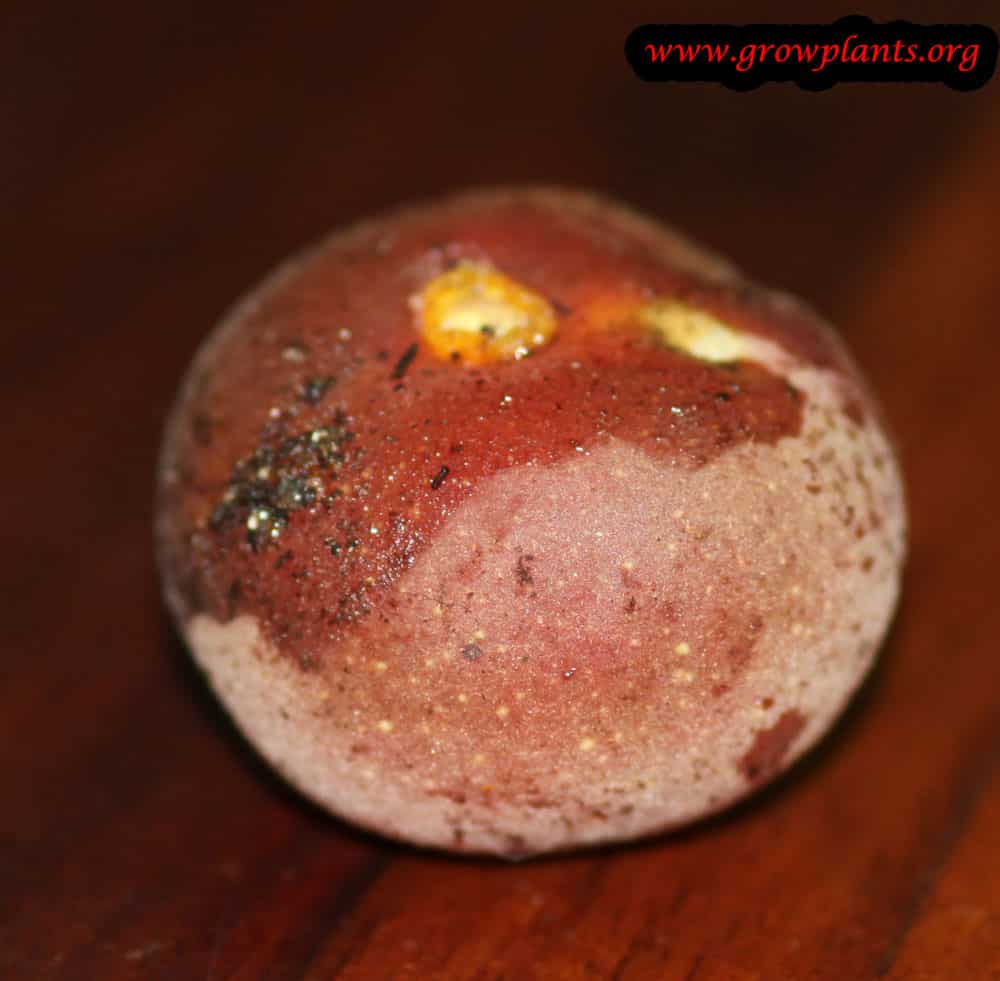 Growing Dovyalis hebecarpa fruit