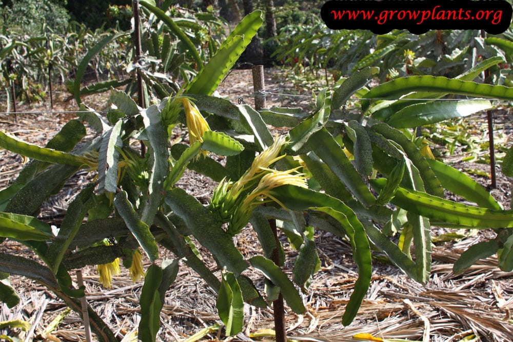 Growing Dragon fruit plant
