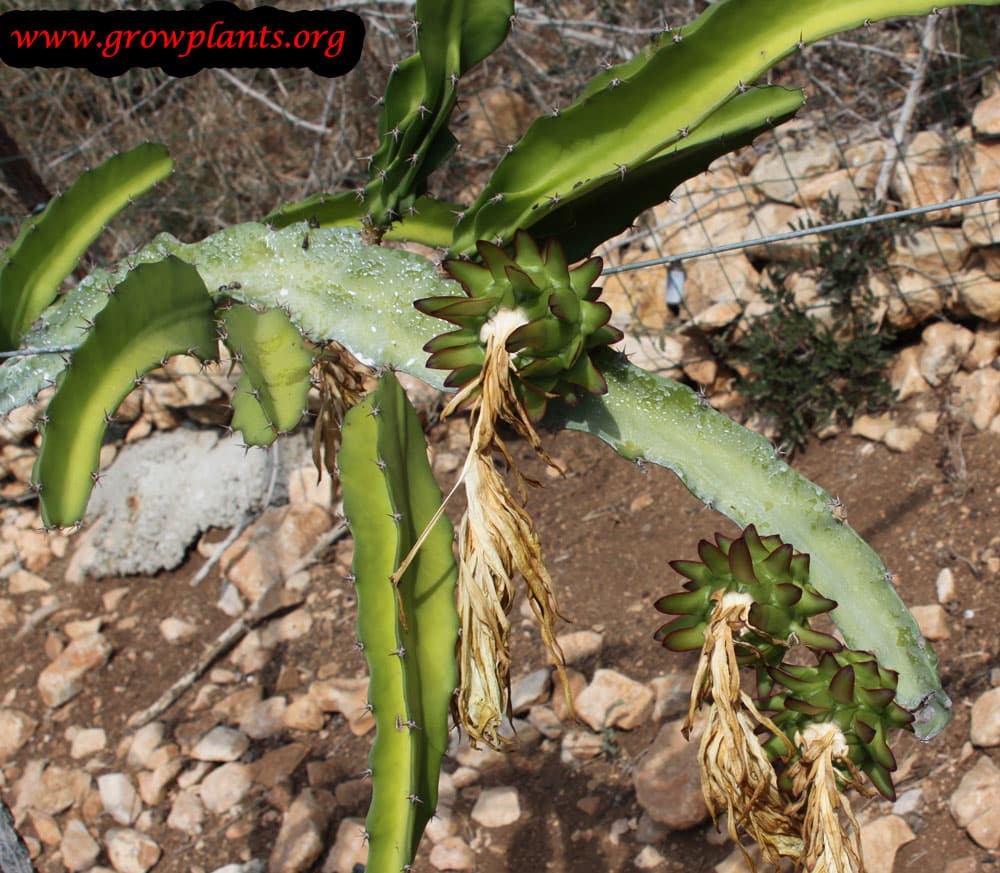 Dragon fruit plant care