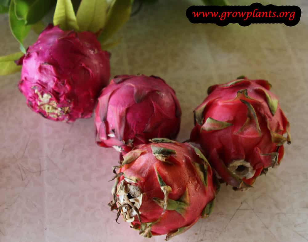 Dragon fruit plant fruits